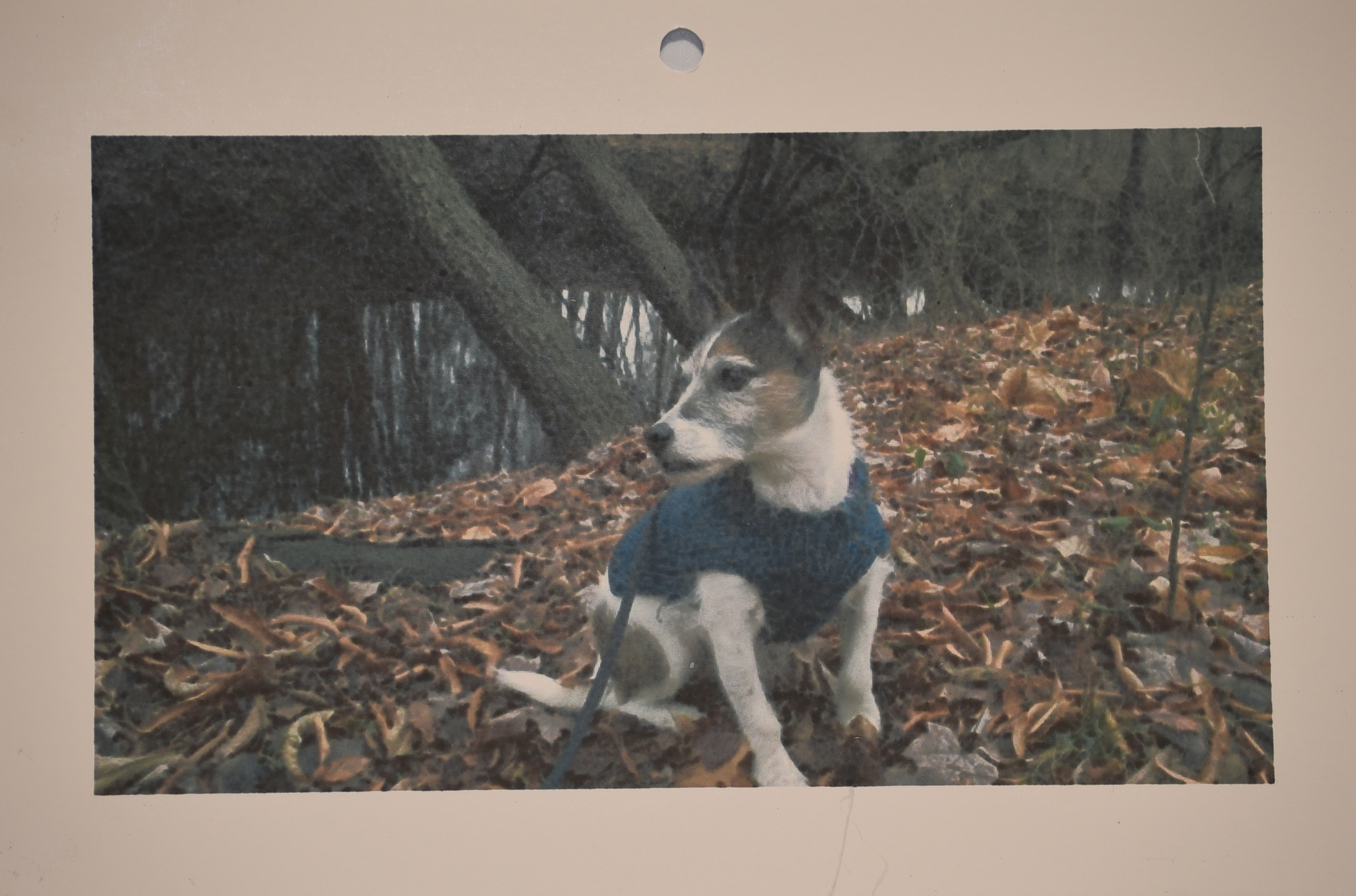 Dog Original Photograph