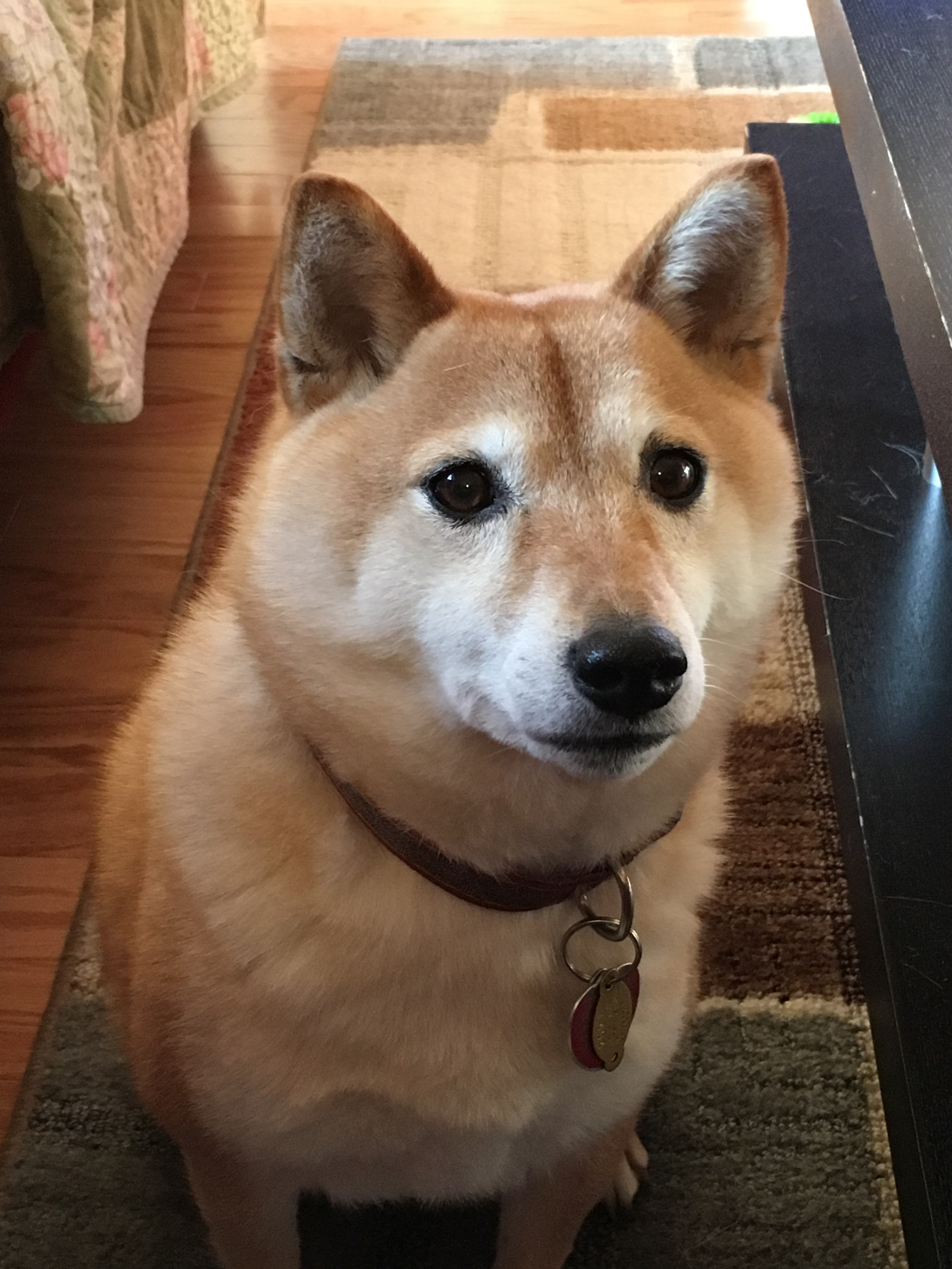 Dog Original Photograph